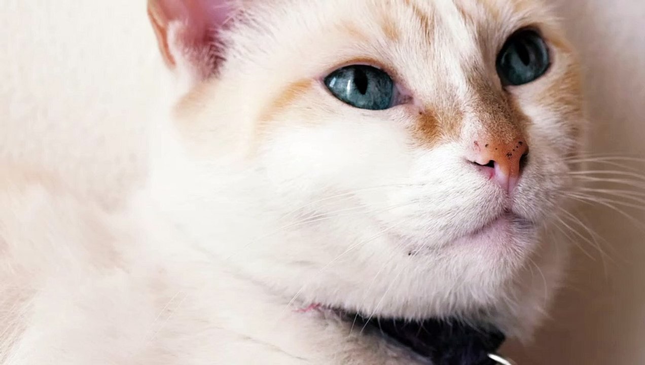 mixkit-white-blue-eyed-cat-1538-medium