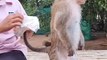 Monkey Wearing Diaper | Animals Funny Moments | Monkey Funny Moments |Cute Pets | Funny Animals #pet