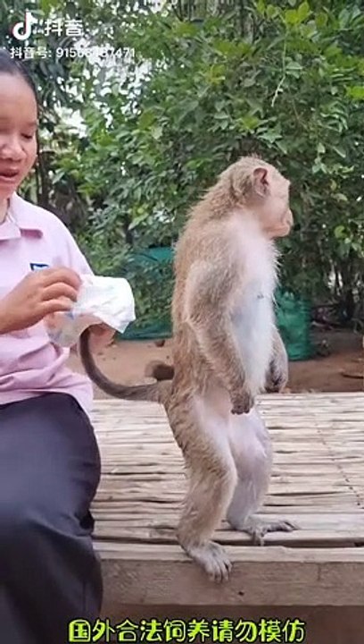 Monkey Wearing Diaper | Animals Funny Moments | Monkey Funny Moments |Cute Pets | Funny Animals #pet