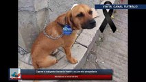 #VIRAL: Captan a indigente llorando frente a su perrito atropellado