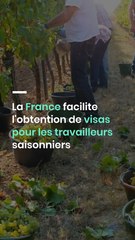 La France facilite l'obtention de visas pour les travailleurs saisonniers