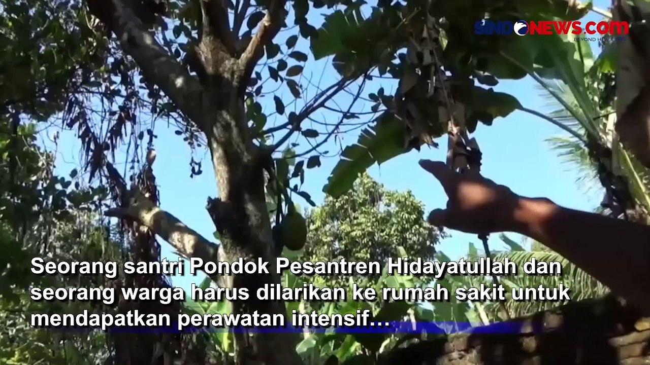 Seorang Santri dan Warga Dilarikan ke Rumah Sakit akibat Serangan Monyet Liar