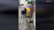 #VIDEO: Asi es como este perro se roba las croquetas de una tienda