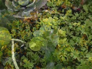 Flores III efecto acuarela