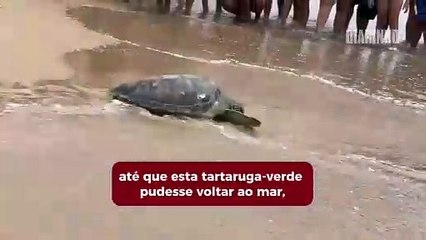 Tartaruga que teve nadadeira amputada é devolvida ao mar
