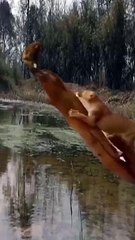 Monkey and Lion Funny Movement 