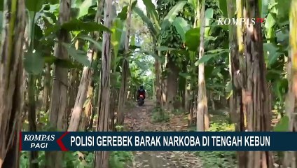 Detik-detik Polisi Gerebek Barak Narkoba di Tengah Kebun di Deli Serdang