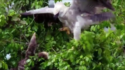 Top 10 Eagles Hunt Their Prey Without Mercy