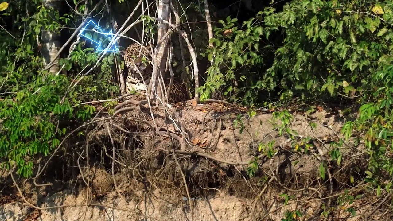 This Alligator Will Be Swallowed in Seconds