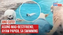 Asong mag-bestfriend, ayaw papigil sa swimming | GMA Integrated Newsfeed