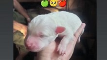 My very 1st Dog