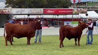 Red Angus best exhibit crowned at Sydney Royal