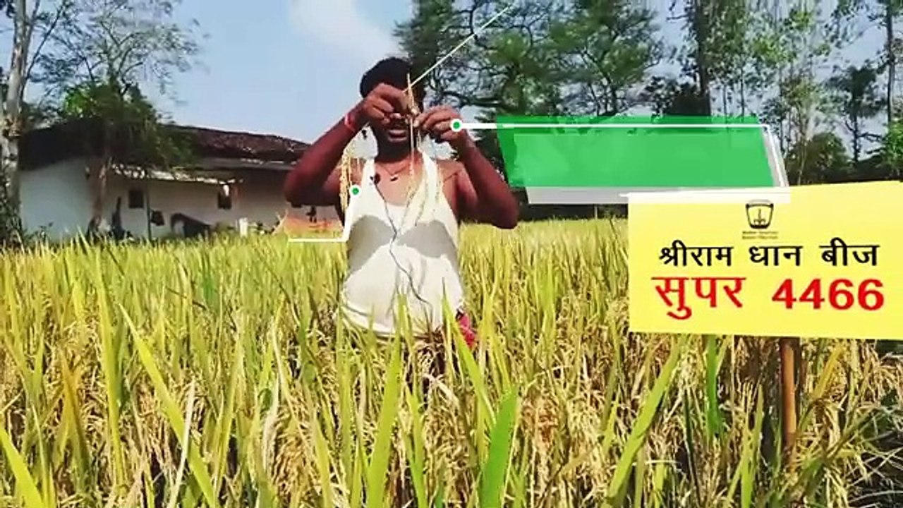 Shriram Super 4466: State-of-the-Art Paddy Seeds