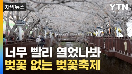 [자막뉴스] 너무 앞당겼나...진해 군항제, 벚꽃 없이 개문발차 / YTN