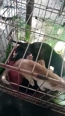 PET'S ARE FAMILY ! DOG AND CAT LOVER'S JUSTICE FOR KILLUA ! 