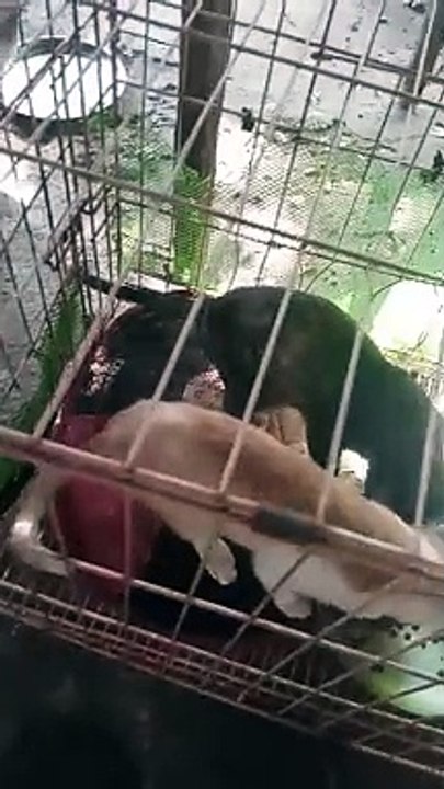 PET'S ARE FAMILY ! DOG AND CAT LOVER'S JUSTICE FOR KILLUA ! 