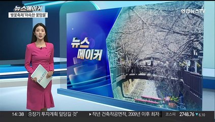 [뉴스메이커] 벚꽃 없는 벚꽃 축제 '야속한 꽃망울'