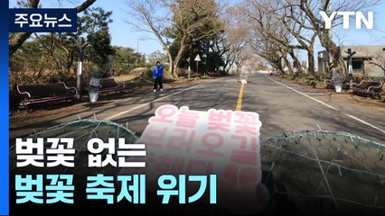 개화시기 앞당겨졌지만 벚꽃은 아직...전국 곳곳 축제 '난감' [앵커리포트] / YTN