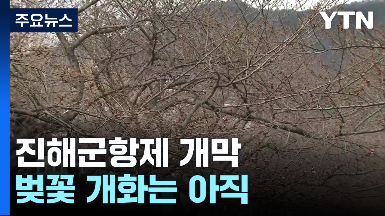 '연분홍빛 향연' 진해군항제 개막...벚꽃 개화는 아직 / YTN