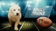 Puppies Predict the Winner of Super Bowl LII