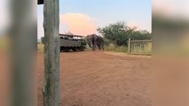 Un elefante ataca a un grupo de turistas en medio de un safari