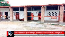 MATAN A 15 CABALLOS PURA SANGRE EN RANCHO DE OPERADOR DE TOMÁS YARRINGTON