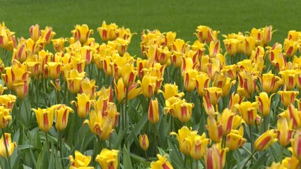 Pays-Bas: le plus grand jardin de tulipes du monde fête ses 75 ans