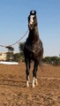 Graceful Equines: A Stunning Compilation of Majestic Horses