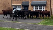 Mum rudely interrupted in new build home - by herd of COWS