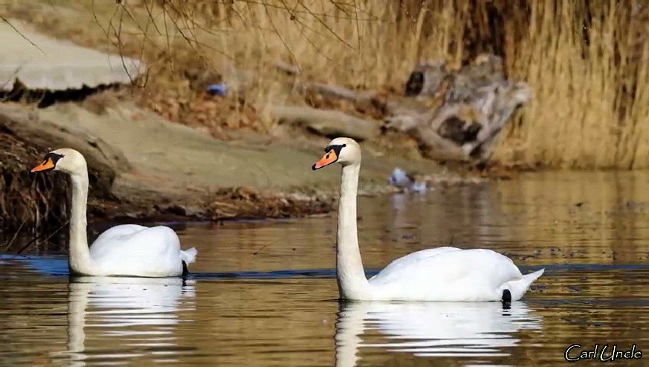 Swan Lake