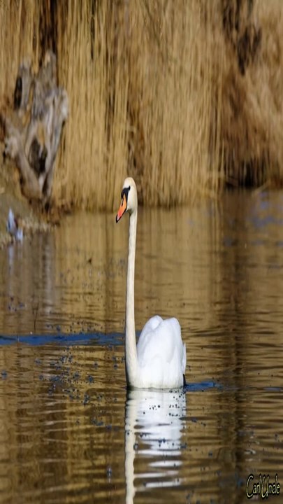 Swan Lake