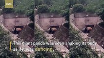 Giant panda dances in SW China's Chongqing Zoo