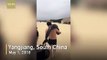 China police look into man taking stranded dolphin from beach