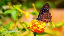 Colorful Butterfly 4K HDR 60fps Video With Music4K HDR 60fps Dolby Vision Demo