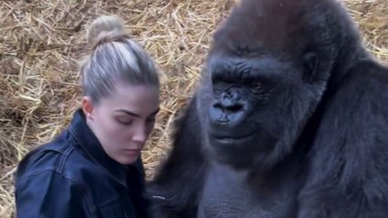 Conservationist sneaks food to female gorilla - so greedy husband doesn't steal it