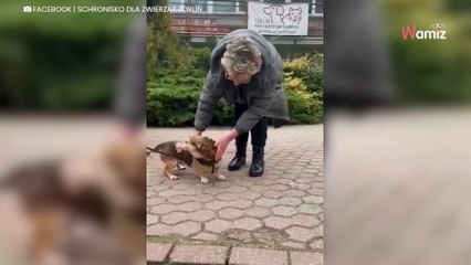 After a year in the shelter, dog is finally reunited with owner (video)
