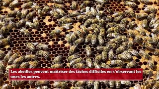 Les abeilles apprennent des tâches difficiles en s'observant les unes les autres