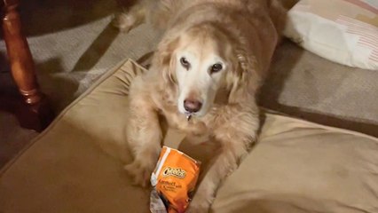 Dog Fiercely Protecting Hot Cheetos Goes Viral | Wild-ish TV