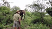 #VIRAL: Hombre intimida a un furioso elefante