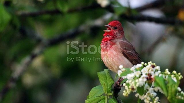 istockphoto-1365169264-640_adpp_is