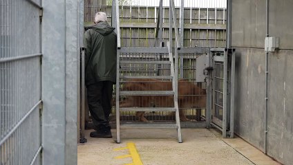 Aysa Launches New Version 🚀