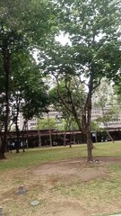 ayala triangle