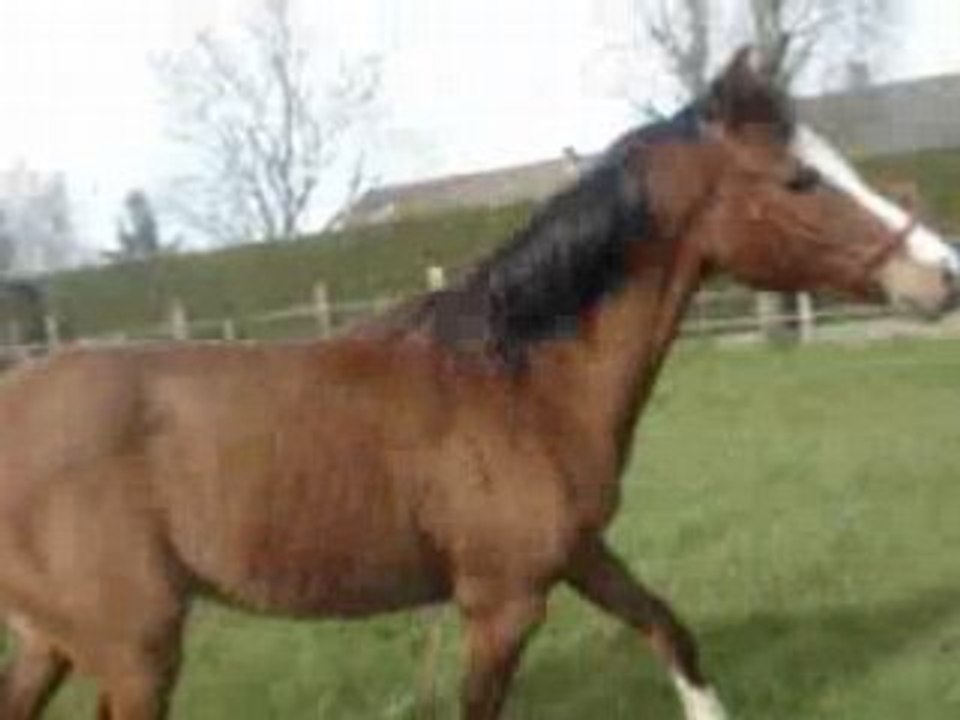 Radh trot liberté 2