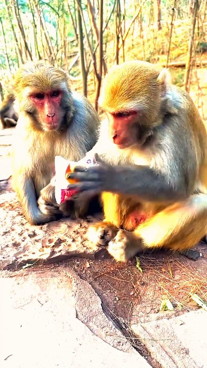 Funny Monkey Shorts,Viral Monkey Shorts, Monkey Video #Animalsvideo #Wildanimals