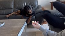 Woman pretends to fall asleep to see if doggo will pass the 'Cheese Test'