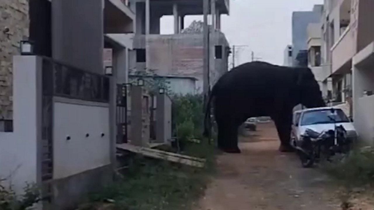 Riesiger Elefant wandert durch enge Straße und tritt auf geparktes Auto