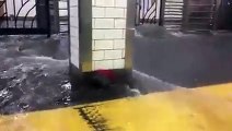 #VIRAL:  Inundación provoca que rata salga de su escondite en el subway