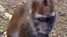 monkey viewing
