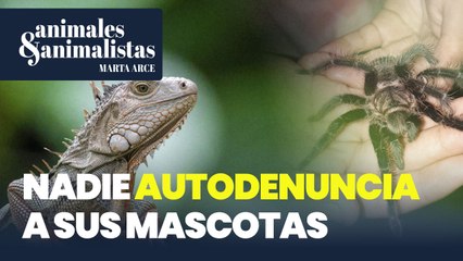 Nadie ha autodenunciado a las mascotas que serán ilegales en octubre