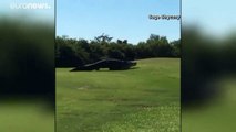 Not par for the course! Huge alligator spotted on golf fairway